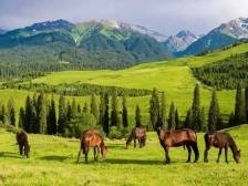 舌尖上的丝路风味！新疆展团亮相2025食博会·预博会和农博会