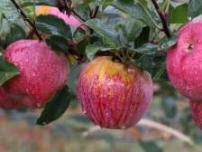 麻辣江湖等你来！四川展团亮相2025食博会·预博会和农博会