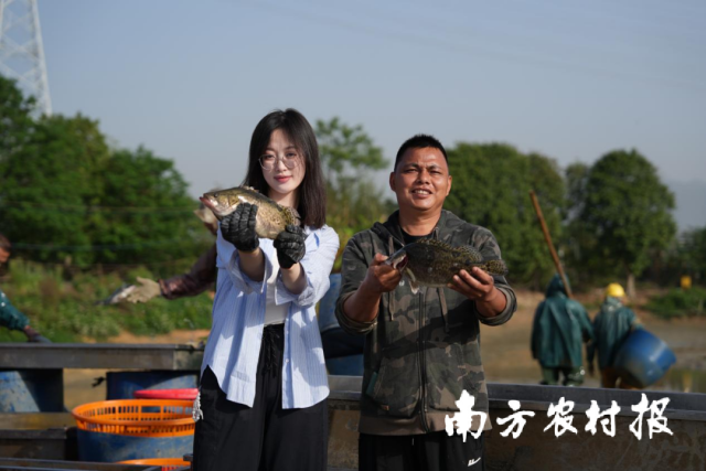 清新桂花鱼丰收。