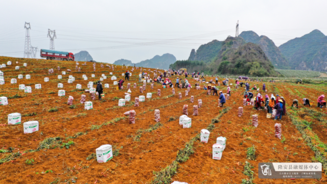 隆安县红薯种植基地。图源网络