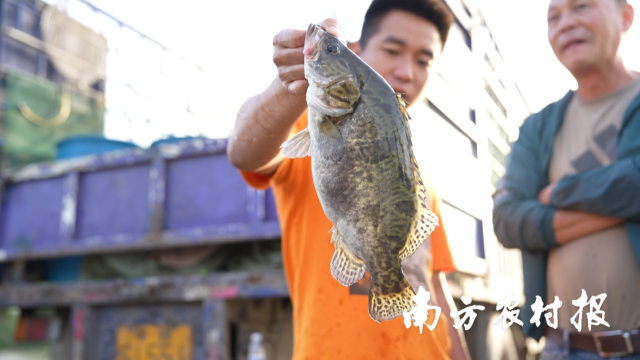 每5条广东桂花鱼里，就有一条是清新桂花鱼。