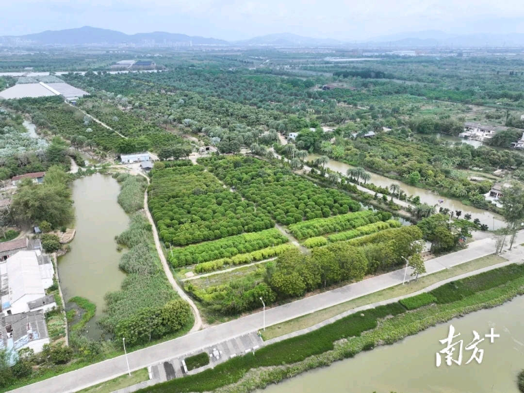 位于平沙镇的双木星艺术农场是目前珠海市最大的嘉宝果种植基地。 