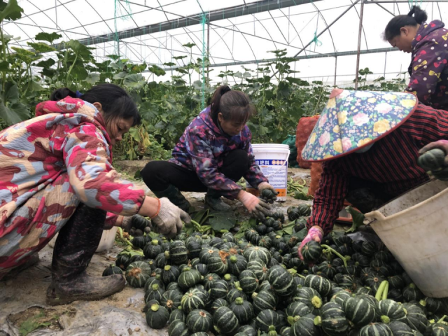 马山县贝贝南瓜。图源网络