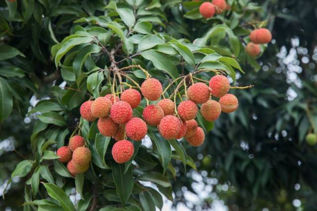 荔枝是广东人眼中的“百果之王”。 荔枝是广东人眼中的“百果之王”。