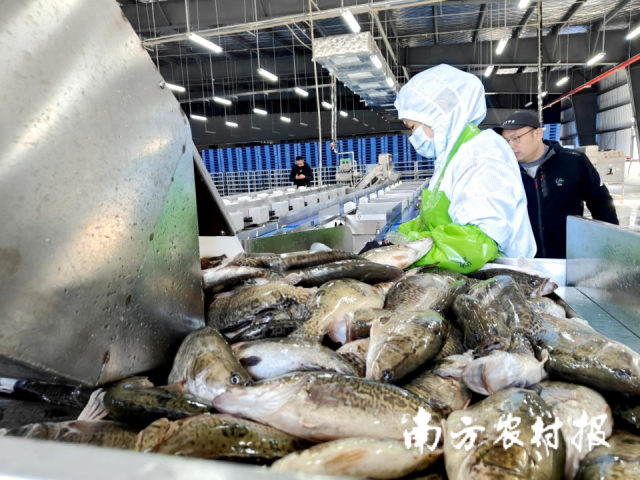 清新桂花鱼集中收储、加工。