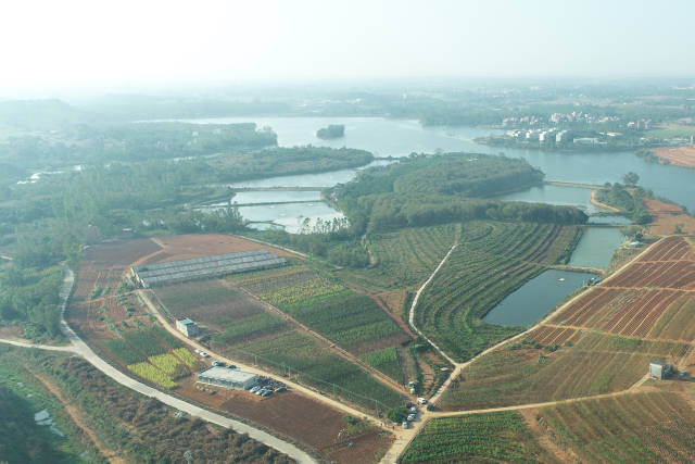 建设在茂名的绿美广东优质绿化苗木储备基地。