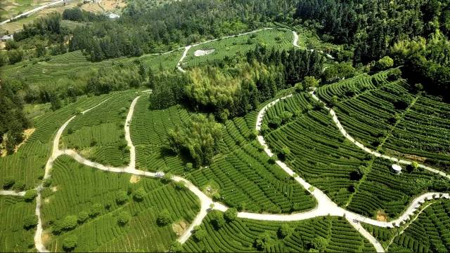 春四月的新丰茶山。