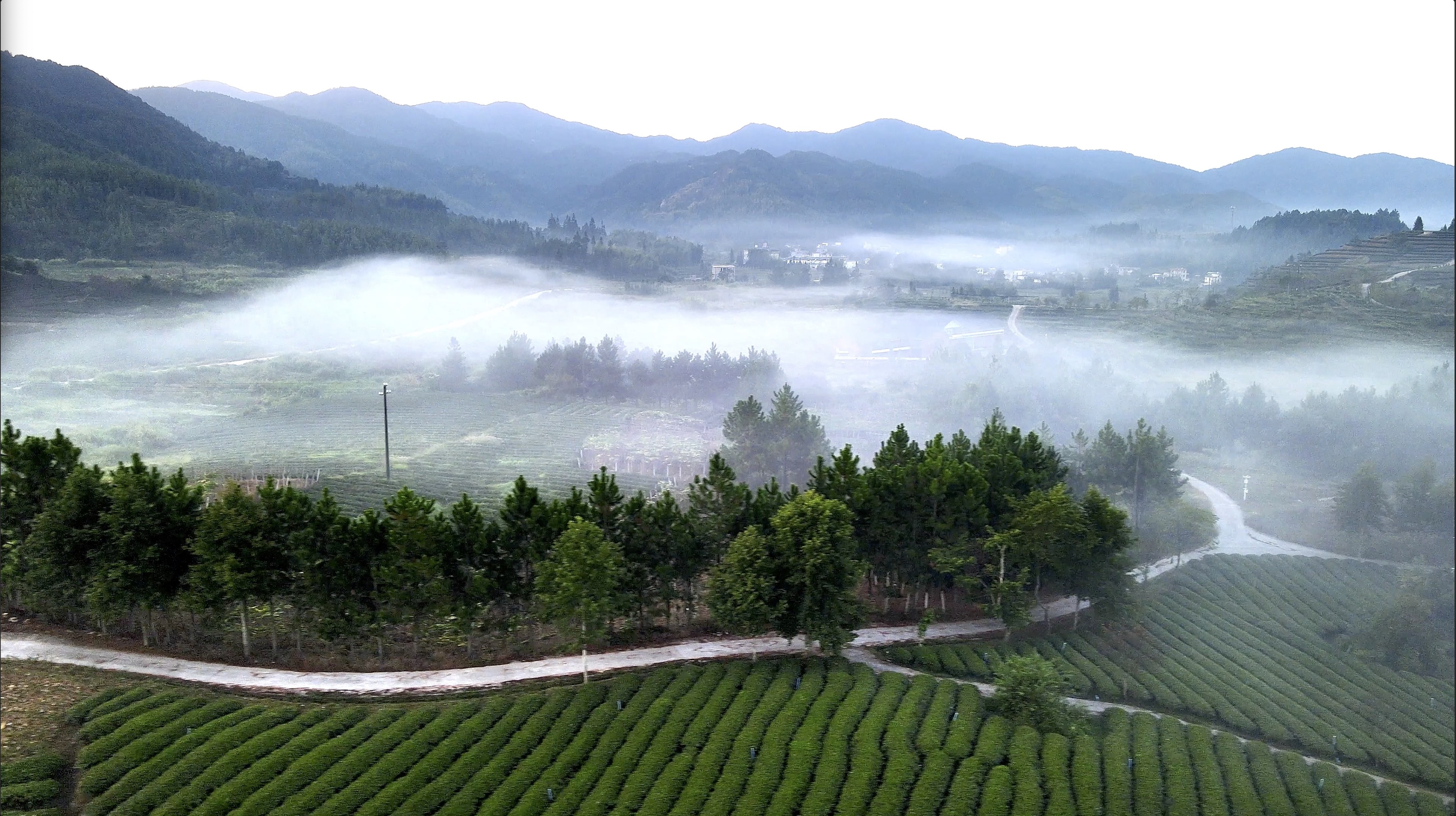 雾霭中的底迎新丰茶山。