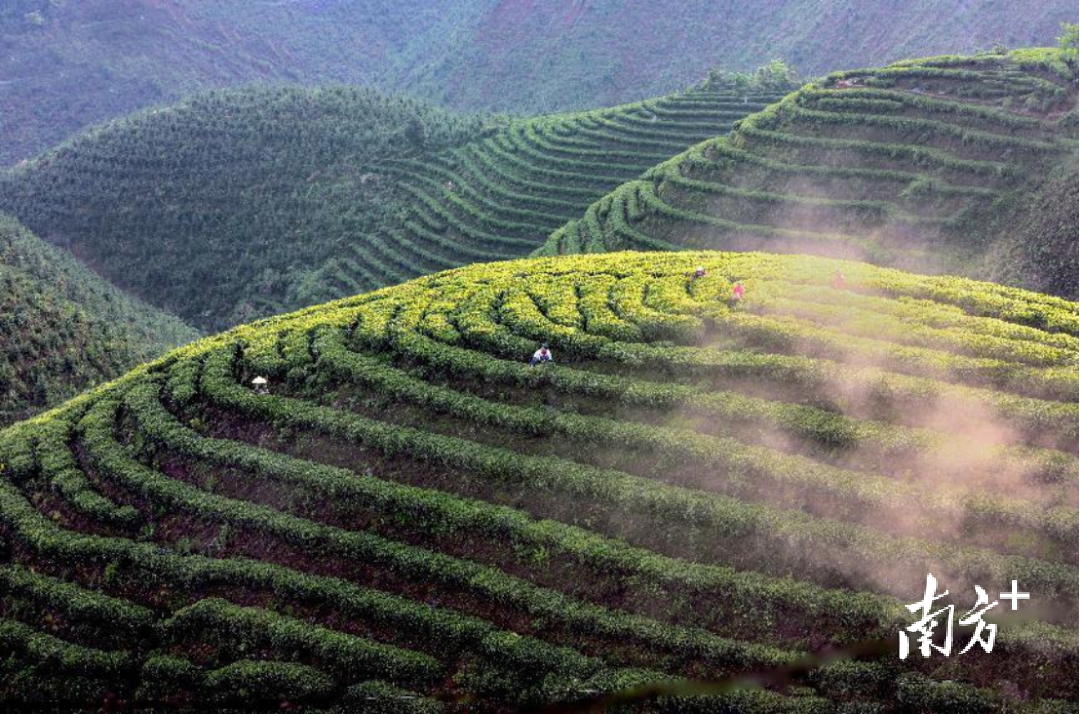 图源韶关发布。打造點產(chǎn)<strong>WhatsApp%E3%80%90+86%2015855158769%E3%80%91cranes%20nashville%20tn</strong>