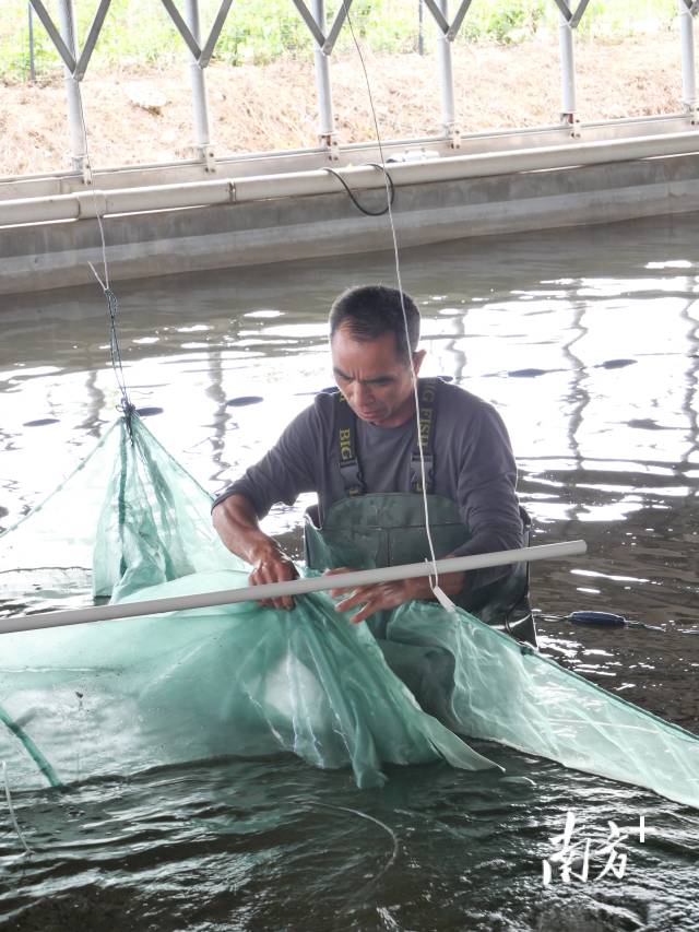 鱼苗场员工捕捞鱼苗。