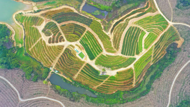 建设在揭阳的绿美广东优质绿化苗木储备基地。