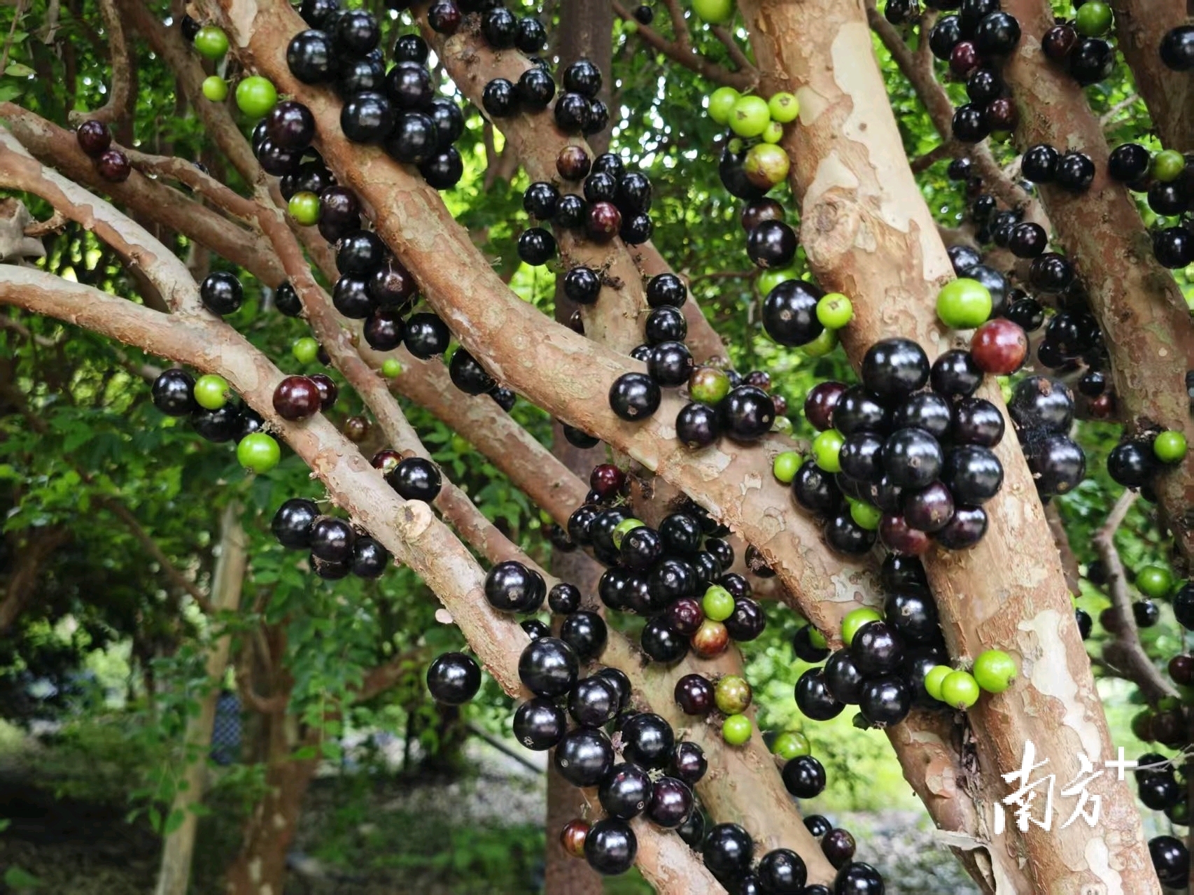 果实形似葡萄，却长在树干上。 
