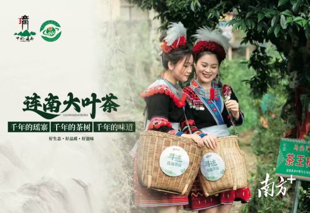 茶香四溢！连南大叶茶亮相2025“三博会”