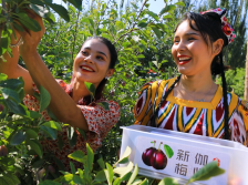 “疆品南下”促产业升级！伽师新梅获国家地理标志产品初步认定