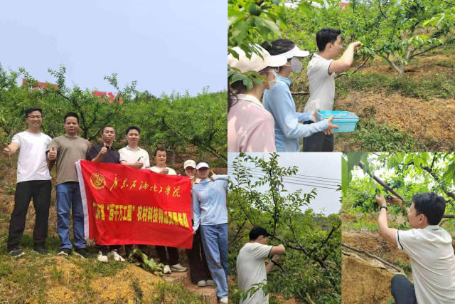 广东石油化工学院萧允艺特派员团队指导种植户对三华李进行疏果。