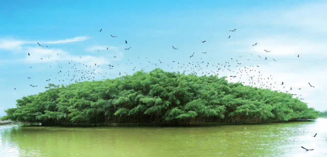 小鸟天堂国家湿地公园内的古榕树。黄永照 摄