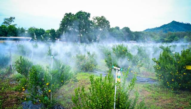 新会陈皮种植庄园。
