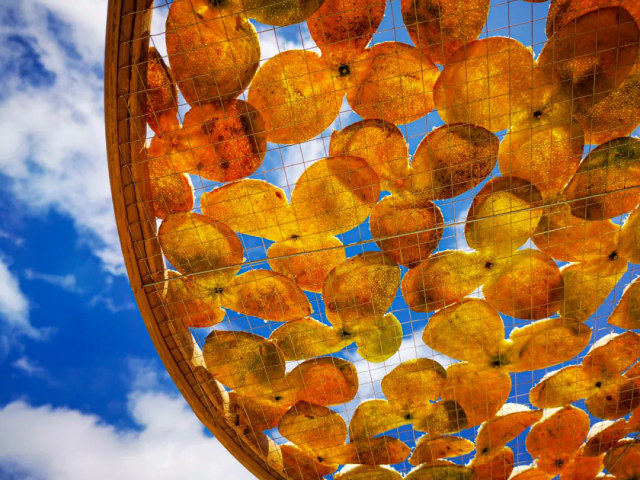 陈皮是“广东三宝”之首。郭永乐 摄