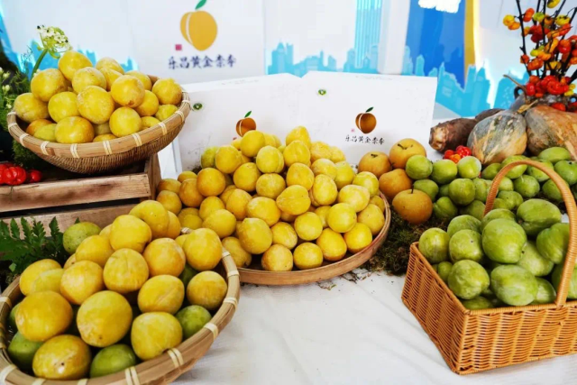 乐昌黄金奈李。