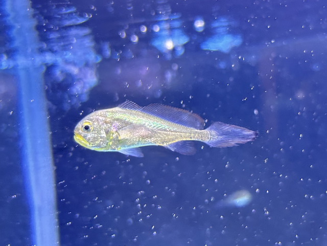 硇洲族大黄鱼苗