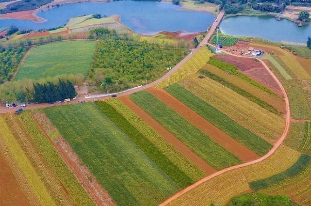 徐闻“菠萝的海”。