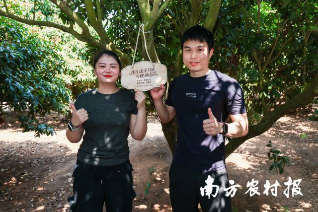 肥娟夫妇认种遂溪乌塘仙品荔  