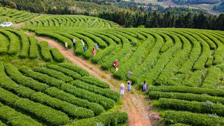 湖洞茶场：生态立本，绘就茶乡振兴新图景 | 韶关茶香千年继往开来⑰