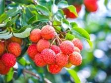 “荔”刻拥有！我在遂溪乌塘有棵仙品荔定制平台上线