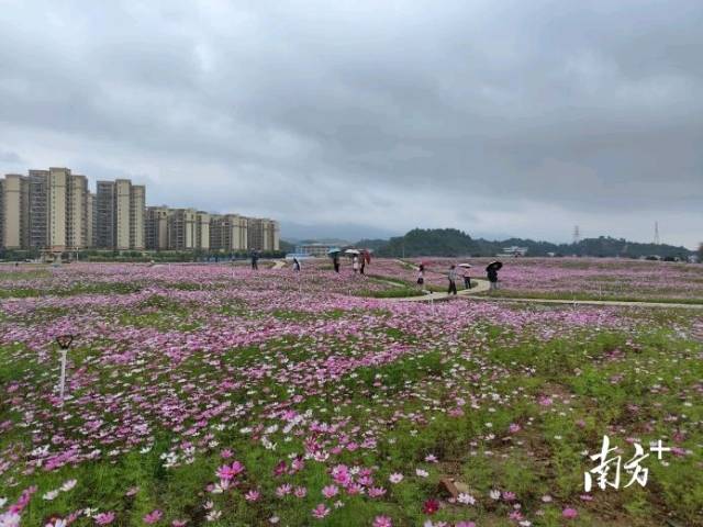 市民群众在花海公园内活动。