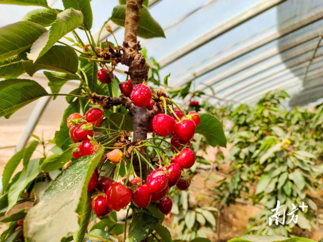 疏附县吾库萨克镇现代农业产业园大樱桃。