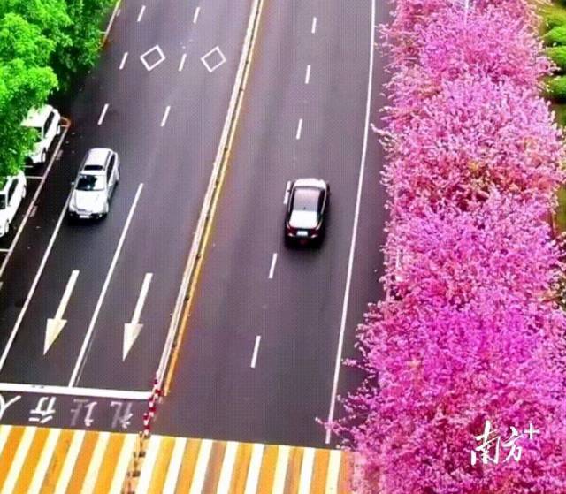 启明路宫粉紫荆。