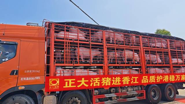 首批活猪供港澳车辆发车。