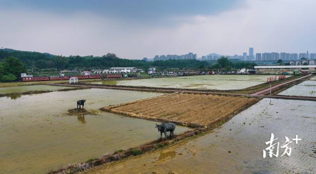 迳下村田园风光。 迳下村田园风光。
