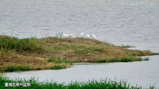 黑脸琵鹭AI监测画面