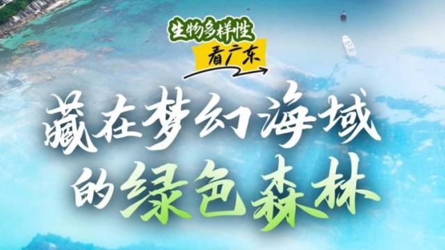 好看又能吃！广东这片海域藏着“报恩”海藻！