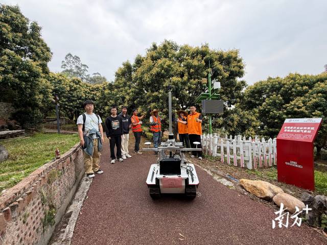 科技赋能荔枝产业,广州从化推广安全生产新技术