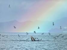 聚焦｜大鹏新区加快重大项目建设，打造国际顶级高端度假酒店集群