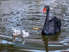 梅城剑英公园黑天鹅成长记