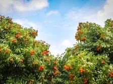 放心！定制遂溪乌塘仙品荔，每颗荔枝依承诺交付