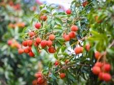 接“荔”认种！遂溪乌塘仙品荔定制火爆