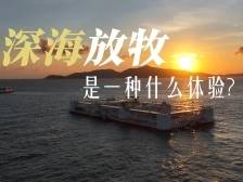 牧场游：探秘“海上迪士尼”｜赶海大湾区