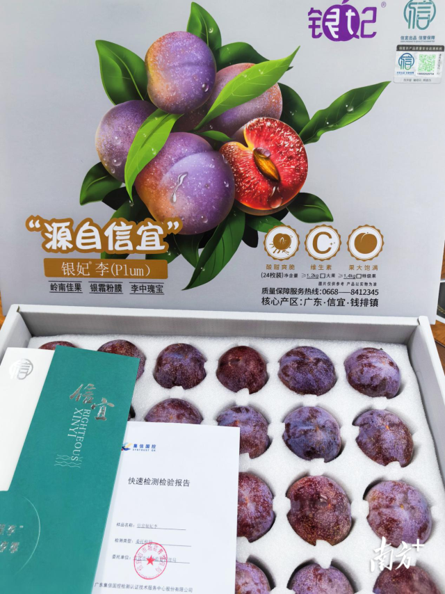 信宜“银妃李”（资料图）。