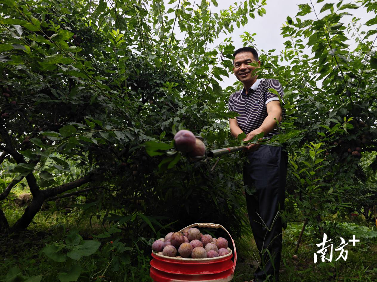 果农在挑拣采摘头批早熟的吨茂“银妃李”。