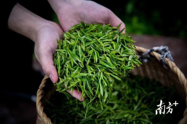 图源杭州西湖龙井茶博物馆。