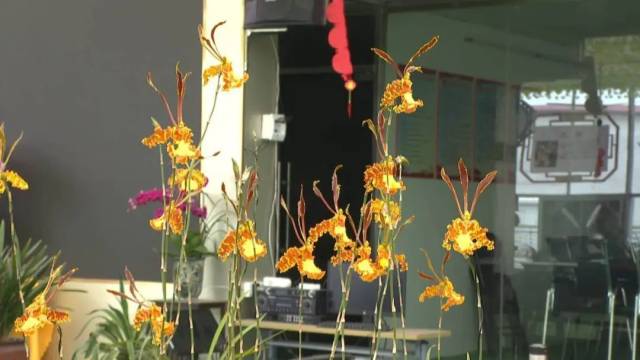 四会“齐天大圣”新品兰花。