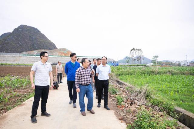 采购商们在忻城县力丰粮食种植基地了解糯玉米的生长情况。