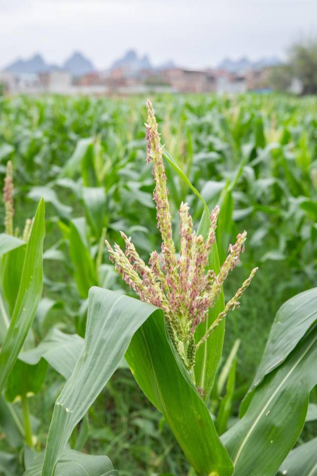 糯玉米开花了。