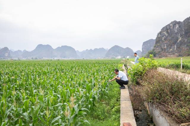 采购商们在富硒糯玉米高标准种植示范基地查看糯玉米生长情况