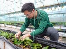 深漂返乡用椰子壳种番茄，这波农业科技“上大分”｜创业梅州③