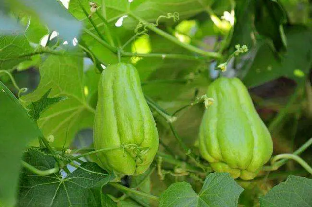 黄磜佛手瓜 图片来源韶关发布